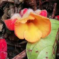 Christisonia bicolor Gardner